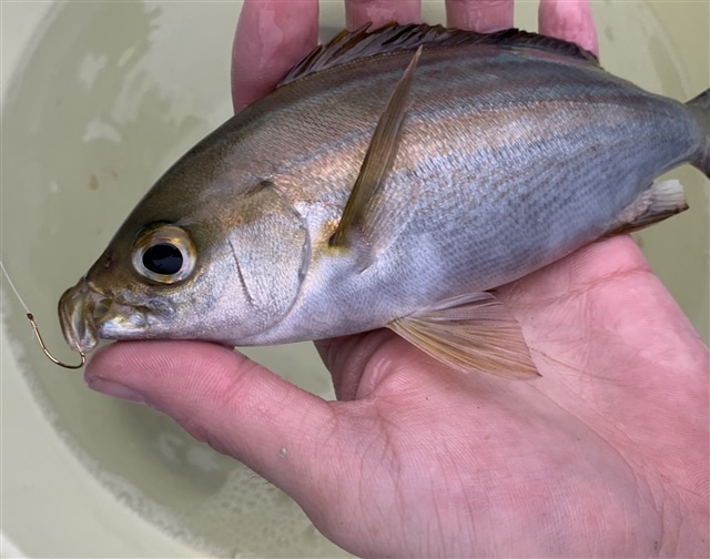 神奈川県 船釣情報釣果情報コーナー Yamashita イカ釣りで世界トップクラス