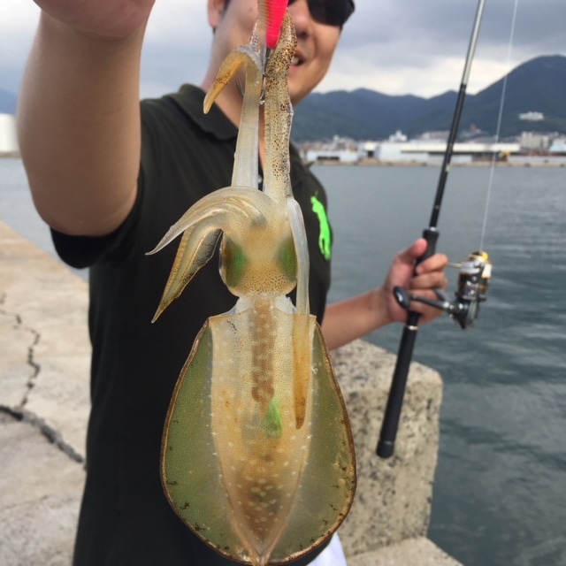 福岡県アオリエギング情報釣果情報コーナー Yamashita イカ釣りで世界トップクラス