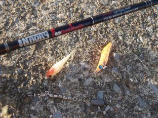 神奈川県 イイダコ情報釣果情報コーナー Yamashita イカ釣りで世界トップクラス