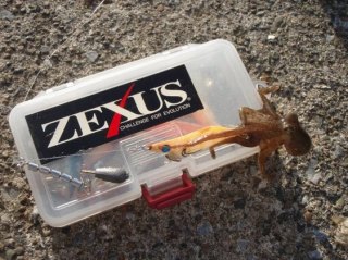 神奈川県 イイダコ情報釣果情報コーナー Yamashita イカ釣りで世界トップクラス