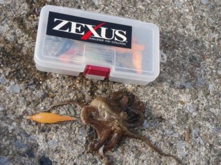 神奈川県 イイダコ情報釣果情報コーナー Yamashita イカ釣りで世界トップクラス