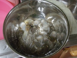 神奈川県 イイダコ情報釣果情報コーナー Yamashita イカ釣りで世界トップクラス