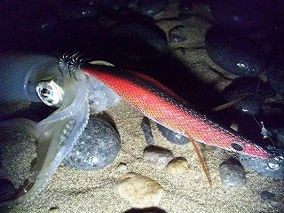 石川県 アオリイカ アカイカ情報釣果情報コーナー Yamashita イカ釣りで世界トップクラス