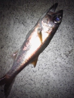 静岡県 ムツ カマス情報釣果情報コーナー Yamashita イカ釣りで世界トップクラス