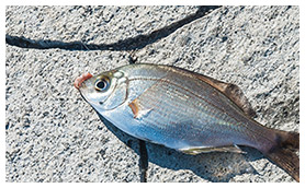 横須賀海辺つり公園で釣れた魚。