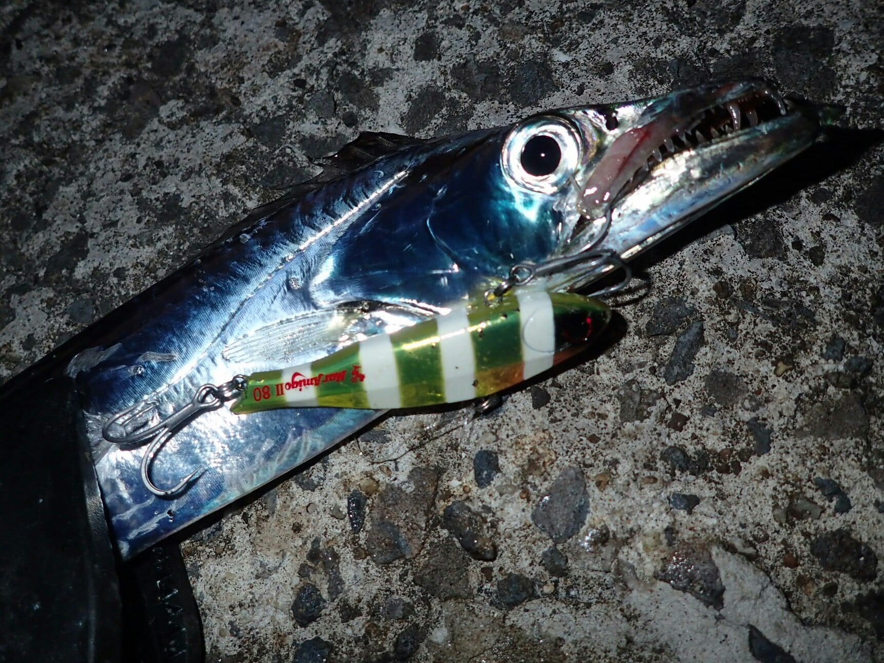 やってきました太刀魚シーズン By大森崇弘 マリアフィールドスタッフブログ Maria 海のルアーフィッシングのパイオニア