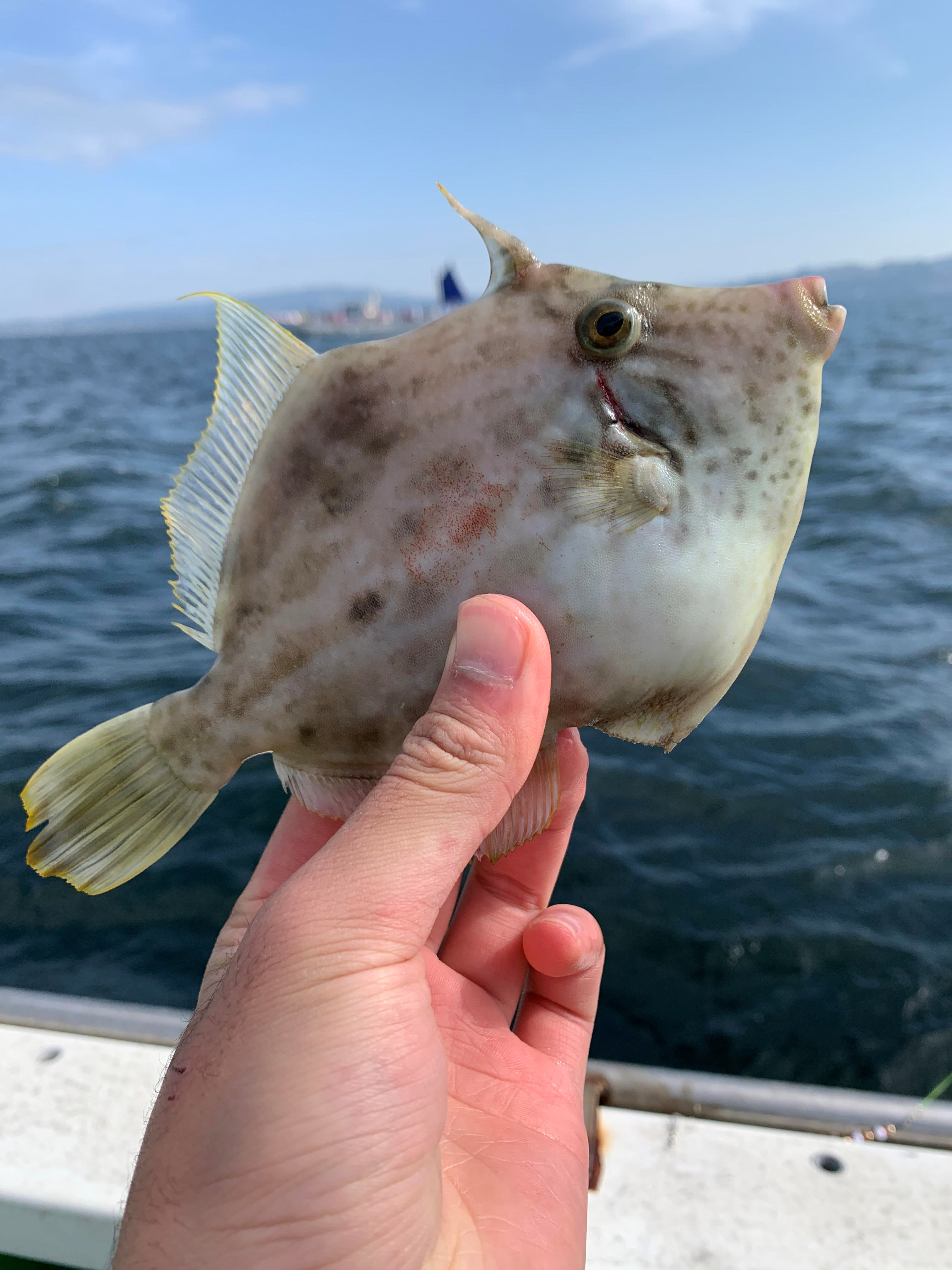 神奈川県 船釣情報釣果情報コーナー Yamashita イカ釣りで世界トップクラス