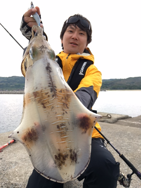 山口県アオリエギング情報釣果情報コーナー Yamashita イカ釣りで世界トップクラス