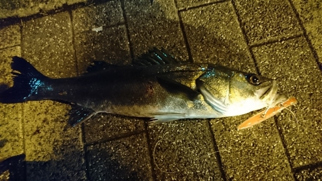 釣果情報コーナー Maria 海のルアーフィッシングのパイオニア