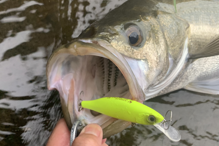 タイトスラローム