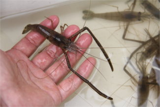 水辺遊びプラン診断 結果 遊び紹介記事 テナガエビ釣り