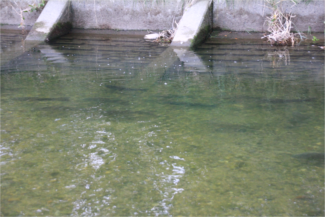 水辺遊びプラン診断 結果 遊び紹介記事 コイのパンプカ釣り 水辺遊びプラン診断 結果 遊び紹介記事 コイのパンプカ釣り