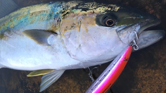 釣りサポ Maria 海のルアーフィッシングのパイオニア 釣りサポ Maria 海のルアーフィッシングのパイオニア