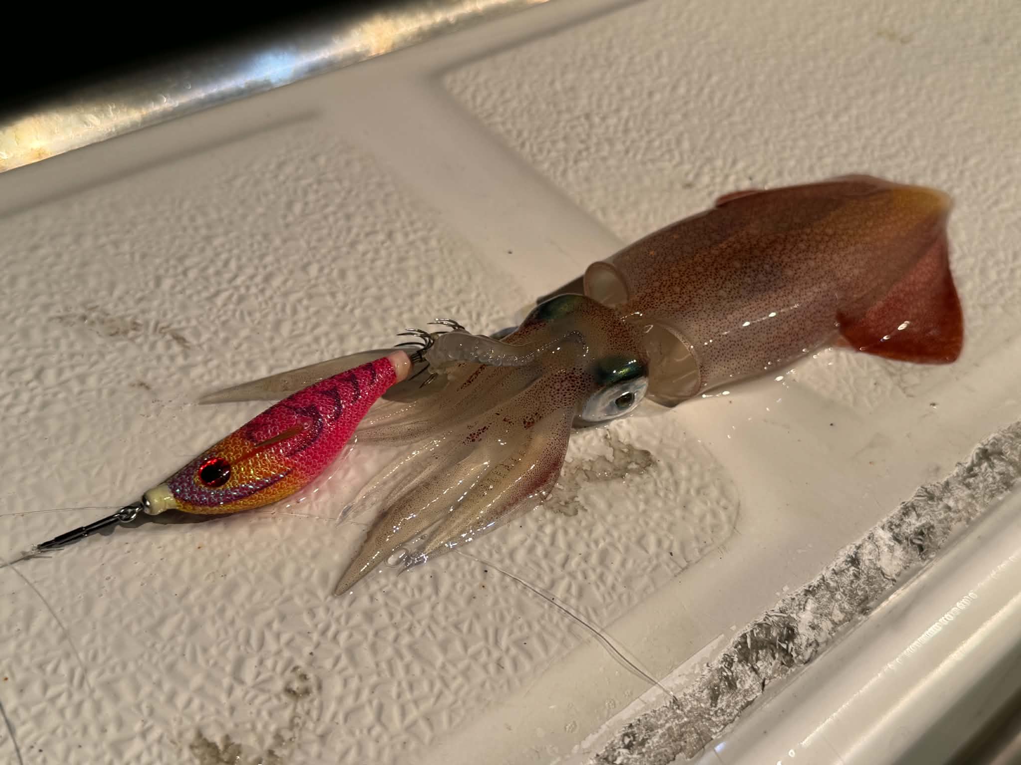 釣果画像2