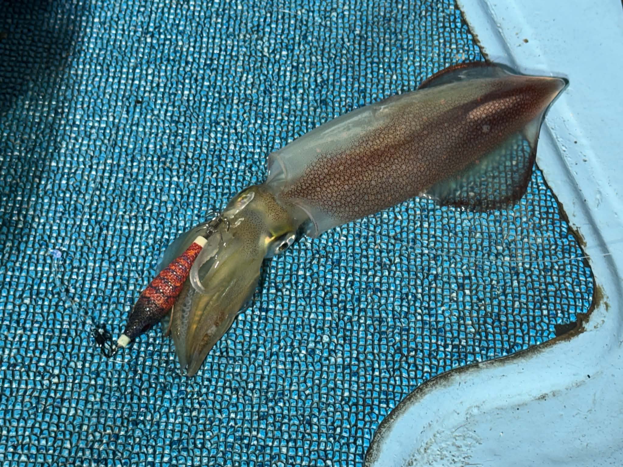 釣果画像0609002