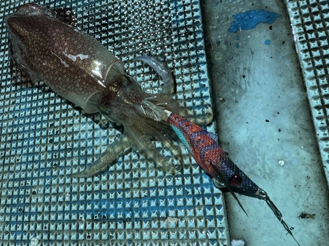 釣果画像0624002
