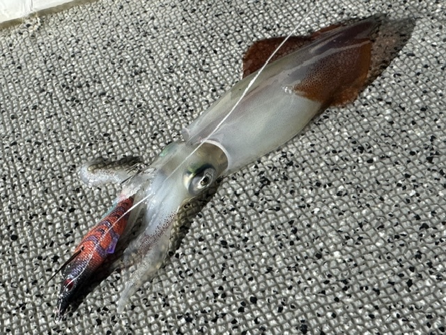釣果画像0706004