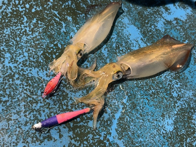 釣果画像0707003