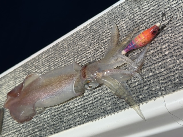 釣果画像0708004
