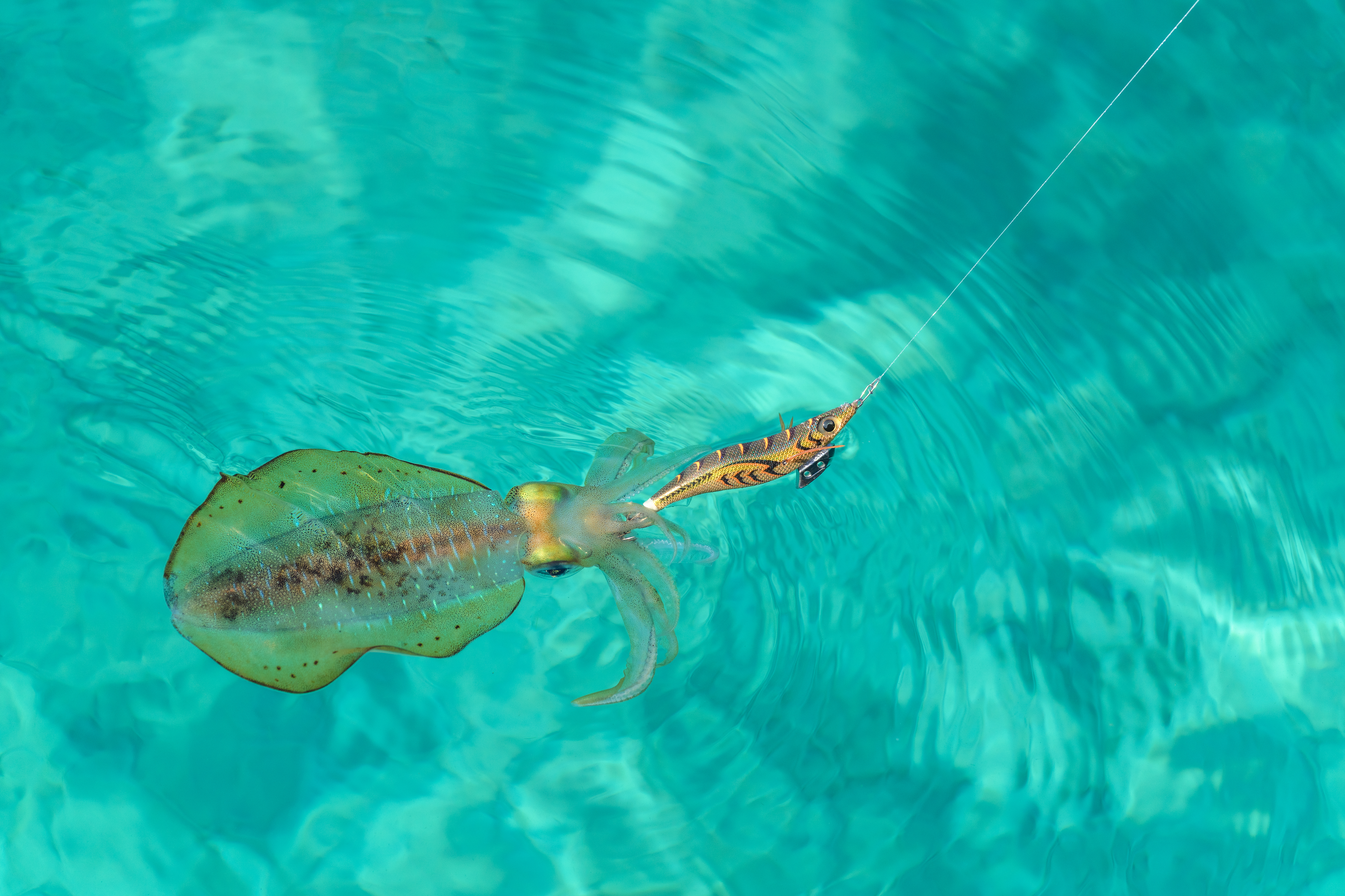 アオリイカのライフサイクル