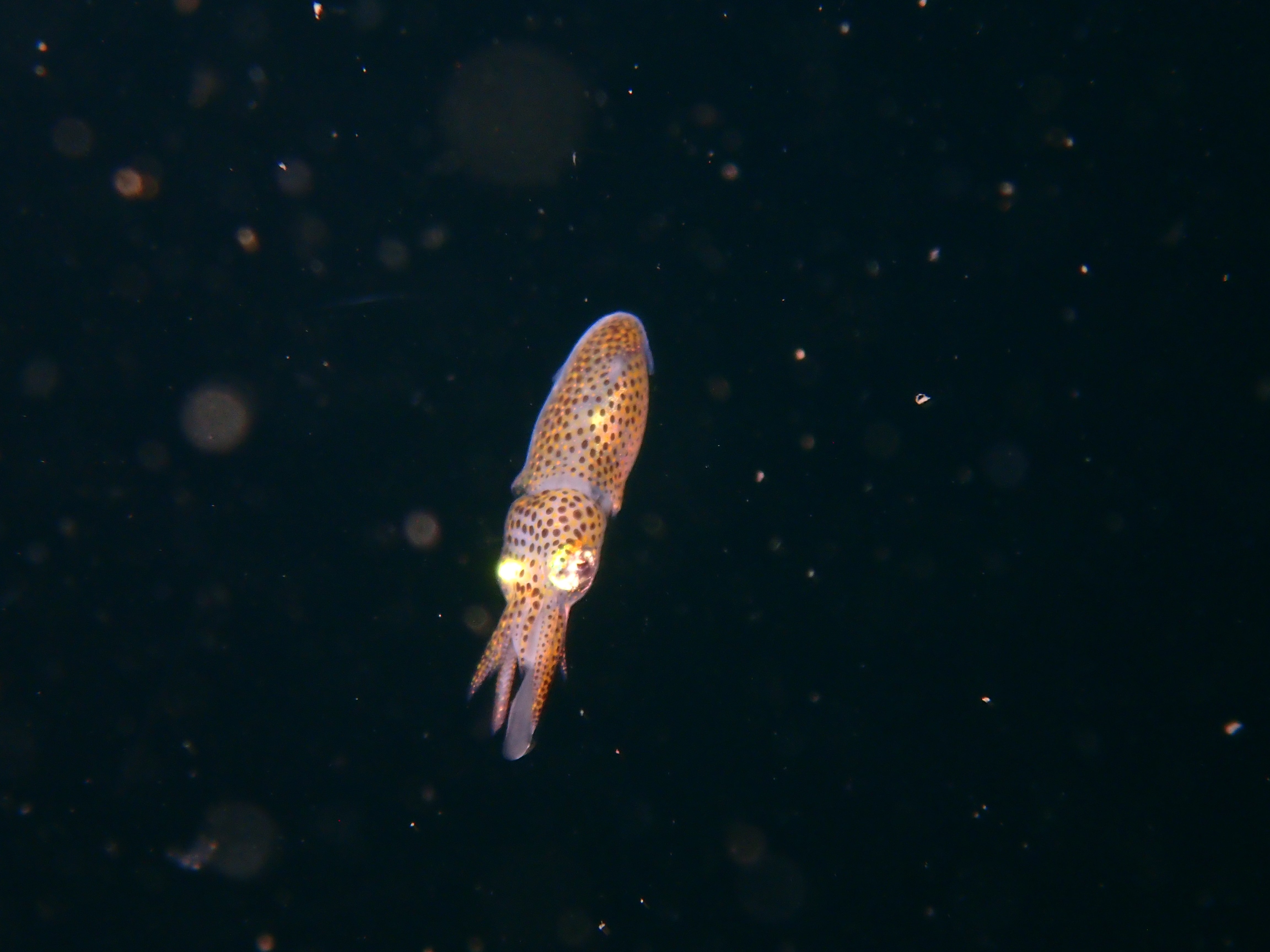 夏のアオリイカ