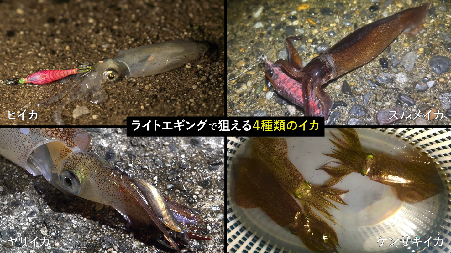 ライトエギングのターゲット(イカの種類)