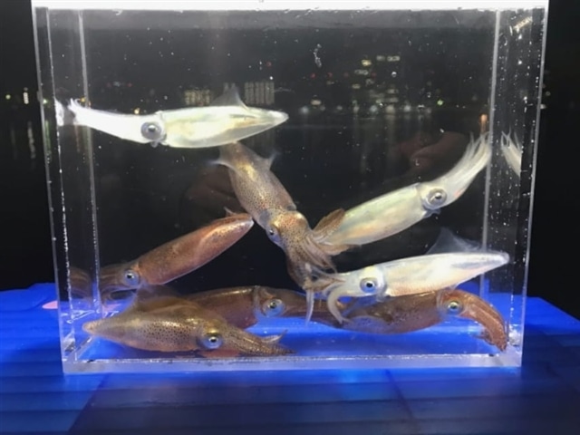 アオリイカの写真