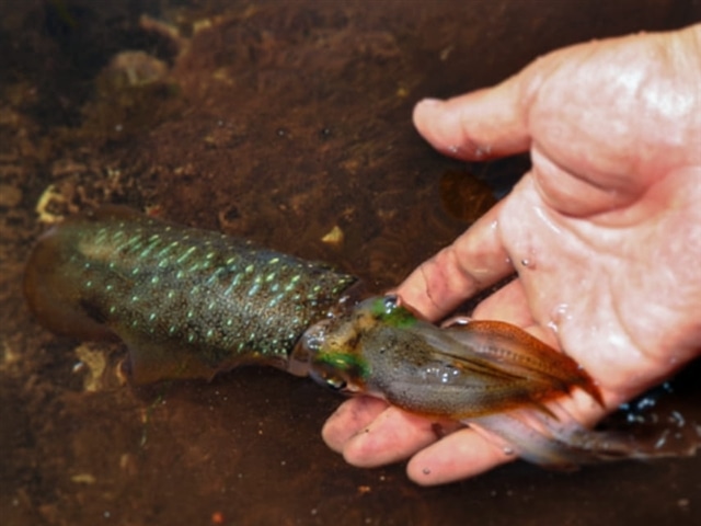 アオリイカに手で触れている写真